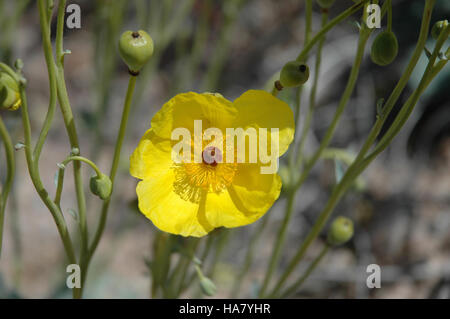 Blmnevada 5388357924 Wildblumenwiese in der Wüste von Nevada Stockfoto