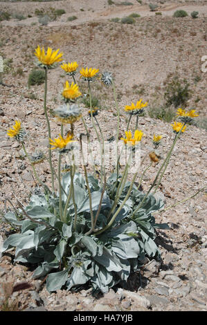 Blmnevada 5388360582 Wildblumenwiese in der Wüste von Nevada Stockfoto