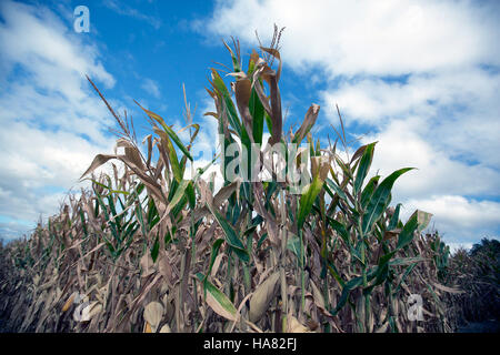Dieses Bild zeigt die Auswirkungen der Dürre auf die Kulturen und zeigt die Schäden an Maisbetrieben. Die Bemühungen des USDA unter der Leitung von Minister Vilsack bemühen sich, den von schweren Dürrebedingungen betroffenen Landwirten Hilfe und Hilfe zu gewähren. Stockfoto