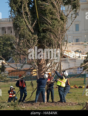 Dieses Bild zeigt den Capitol Christmas Tree, ein Schlüsselmerkmal in Washington, D.C., das vom USDA Forest Service verwaltet wird. Er hebt die saisonale Feier und die Managementbemühungen hervor, um seine Gesundheit und die kulturelle Bedeutung des Baumes in der nationalen Feiertagstradition zu gewährleisten. Stockfoto