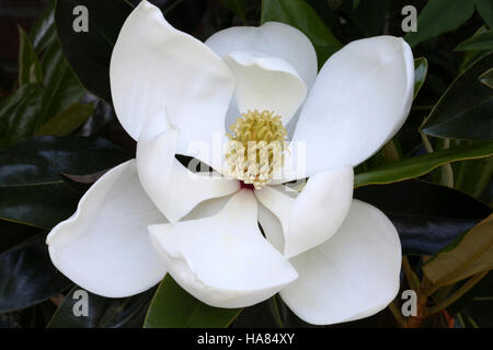 Weiße Magnolie Blume in der Nähe von South Carolina Stockfoto