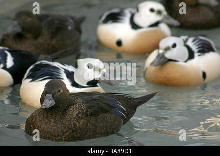 Die Steller’s Eider, eine bedrohte Meeresente, wird im Alaska SeaLife Center in Seward untersucht und geschützt. Die Erhaltungsbemühungen zielen darauf ab, diese Art und ihren Lebensraum in den Küstenökosystemen Alaskas zu schützen. Stockfoto