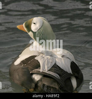 Usfwsendsp 5040994681 bedrohte brillentragende Eider männlichen (Somateria Fischeri), Alaska SeaLife Center, Seward, Alaska Stockfoto