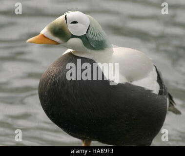 Usfwsendsp 5040994767 bedrohte brillentragende Eider männlichen (Somateria Fischeri), Alaska SeaLife Center, Seward, Alaska Stockfoto