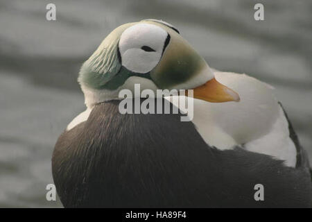 Usfwsendsp 5040994789 bedrohte brillentragende Eider männlichen (Somateria Fischeri), Alaska SeaLife Center, Seward, Alaska Stockfoto