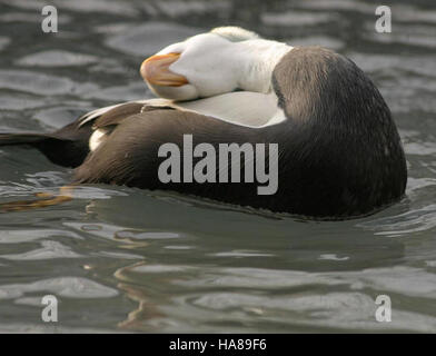 Usfwsendsp 5041616886 bedrohte brillentragende Eider männlichen (Somateria Fischeri), Alaska SeaLife Center, Seward, Alaska Stockfoto