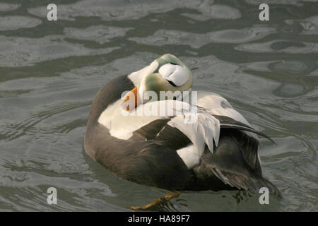 Usfwsendsp 5041616904 bedrohte brillentragende Eider männlichen (Somateria Fischeri), Alaska SeaLife Center, Seward, Alaska Stockfoto