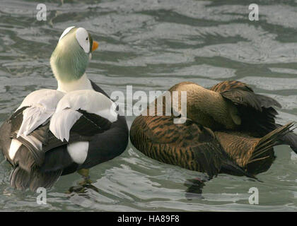 Usfwsendsp 5041616940 bedrohte brillentragende Eider Männchen (links) und Weibchen (rechts) Alaska SeaLife Center, Seward, Alaska. (Somateria Fischeri) Stockfoto