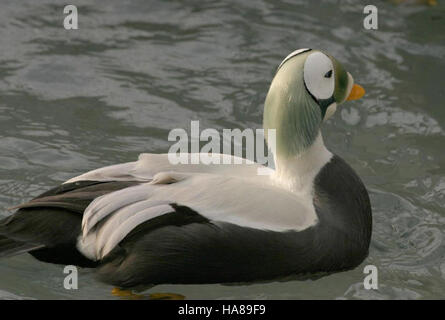 Usfwsendsp 5041616918 bedrohte brillentragende Eider männlichen (Somateria Fischeri), Alaska SeaLife Center, Seward, Alaska Stockfoto