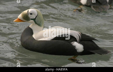 Usfwsendsp 5041616958 bedrohte brillentragende Eider männlichen (Somateria Fischeri), Alaska SeaLife Center, Seward, Alaska Stockfoto