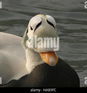 Usfwsendsp 5041616966 bedrohte brillentragende Eider männlichen (Somateria Fischeri), Alaska SeaLife Center, Seward, Alaska Stockfoto