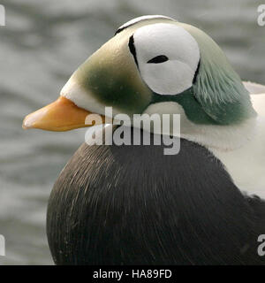 Usfwsendsp 5041616980 bedrohte brillentragende Eider männlichen (Somateria Fischeri), Alaska SeaLife Center, Seward, Alaska Stockfoto