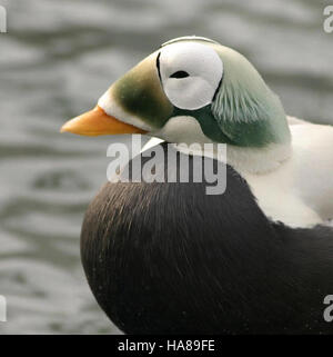 Usfwsendsp 5041616996 bedrohte brillentragende Eider männlichen (Somateria Fischeri), Alaska SeaLife Center, Seward, Alaska Stockfoto