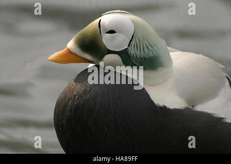 Usfwsendsp 5041617020 bedrohte brillentragende Eider männlichen (Somateria Fischeri), Alaska SeaLife Center, Seward, Alaska Stockfoto