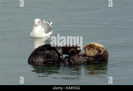 Ein bedrohter Südseeotter (Enhydra lutris nereis), der mit einer Möwe in einem Nationalpark beobachtet wurde. Diese Unterart des Seeotters kommt vor allem an den zentralen und nördlichen Küsten Kaliforniens vor und ist durch Verschmutzung, Verlust von Lebensräumen und menschliche Aktivitäten bedroht. Stockfoto