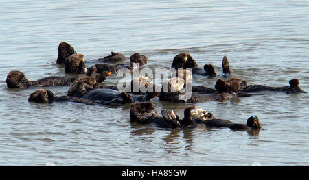 Ein Südseeotter (Enhydra lutris nereis), eine bedrohte Art, ruht an der Küste und unterstreicht die Notwendigkeit fortlaufender Erhaltungsmaßnahmen zum Schutz dieses empfindlichen Meeressäugers. Stockfoto