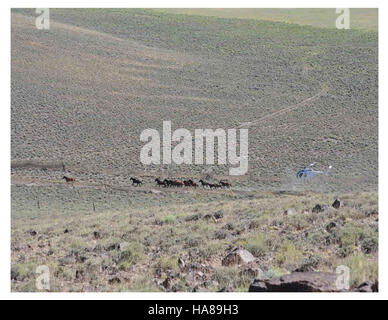 Das Bureau of Land Management in Nevada feierte am 4. August in einem Nationalpark eine besondere Veranstaltung, bei der es um die Erhaltung von Land und Umwelt ging. Stockfoto
