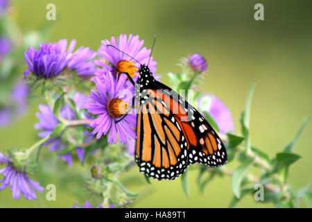 Ein Monarch-Schmetterling ruht auf einer New England Aster und veranschaulicht die Verbindung zwischen Bestäubern und einheimischen Pflanzen in den US-Nationalparks. Stockfoto