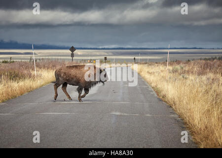 Junge amerikanische Bisons (Bison Bison) quer durch Straße im Grand-Teton-Nationalpark, Wyoming, USA. Stockfoto