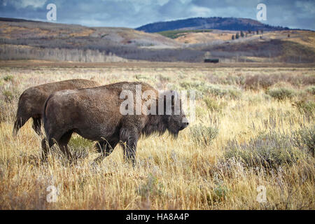 Zwei Erwachsene amerikanische Bisons (Bison Bison) Weiden im Grand-Teton-Nationalpark, Wyoming, USA. Stockfoto