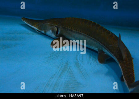 Usfwsmidwest 14795773017 Erwachsene blassen Stör Stockfoto