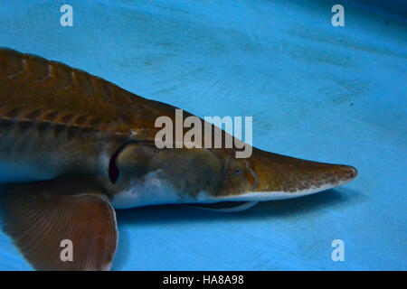 Usfwsmidwest 14795775037 Erwachsene blassen Stör Stockfoto