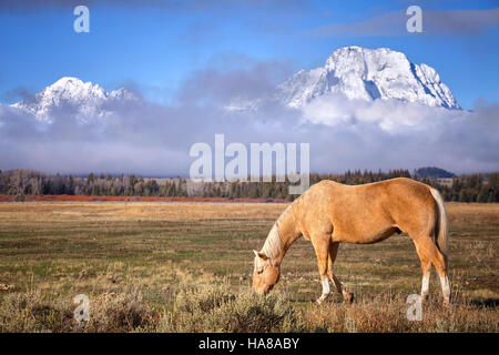 Grasende Pferde in Grand Teton Nationalpark, Wyoming, USA. Stockfoto