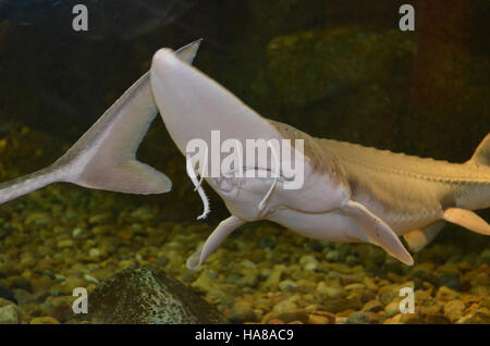 Usfwsmidwest 14959493226 Sub Erwachsenen blassen Stör Stockfoto