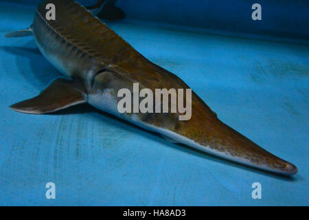 Usfwsmidwest 14982312905 Erwachsene blassen Stör Stockfoto