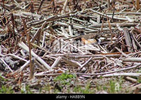 Usfwsmidwest 16693790143 Killdeer gebrochenen Flügel anzeigen Stockfoto