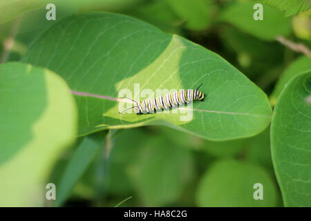 Eine Monarch-raupe ernährt sich in einem Nationalpark von gemeinem Milkweed und zeigt eine Schlüsselstufe im Lebenszyklus des Schmetterlings. Das Bild unterstreicht die Bedeutung von Milchgras für die Unterstützung der Monarch-Populationen und die Förderung der Artenvielfalt. Stockfoto