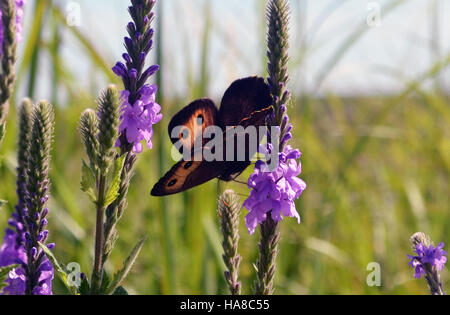 Usfwsmidwest 19567085488 gemeinsamen-Waldnymphe in Kansas in der Konza Prairie gefunden Stockfoto