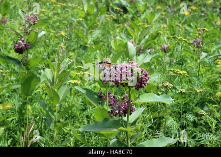 Usfwsmidwest 19734185569 Monarch-Schmetterling auf gemeinsame Wolfsmilch Stockfoto