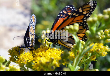Zwei Monarchschmetterlinge fressen in einem US-Nationalpark Goldrutennektar. Monarchen, die für ihre langen Wanderungen bekannt sind, verlassen sich auf Pflanzen wie Goldrute als Nahrung während ihrer Reise. Stockfoto