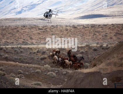 Dieses Bild zeigt Wildpferde, die vom Bureau of Land Management (BLM) im Tri-State Calico Area in Nevada gesammelt werden. Das BLM verwaltet Wildpferdepopulationen, um die Gesundheit des Ökosystems und der Pferde selbst zu gewährleisten. Diese Mustangs sind Teil der fortlaufenden Bemühungen, die Wildtierbewirtschaftung auszugleichen. Stockfoto