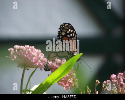 Dieses Foto zeigt einen Monarch-Schmetterling in New Jersey, der in seinem natürlichen Lebensraum aufgenommen wurde. Das Bild hebt die Besonderheiten des Schmetterlings hervor, einschließlich seiner orangefarbenen und schwarzen Flügel, während er auf einer Pflanze im vielfältigen Ökosystem der Region ruht. Stockfoto