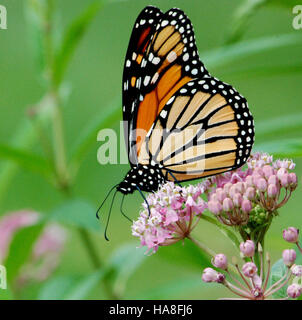 Der Monarch Butterfly, eine Art, die für ihre bemerkenswerte Migration bekannt ist, wird auf Sumpfmilchweed gesichtet. Diese Schmetterlinge sind auf Milchgras als Nahrung und als Ort für das Legen von Eiern angewiesen. Das Sumpfmilchweed dient der Art während ihres Lebenszyklus als wichtiger Lebensraum. Stockfoto