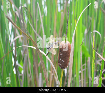 Ein Nahaufnahme einer Libelle, die vom US Fish and Wildlife Service aufgenommen wurde und die komplizierten Details der Flügel und des Körpers des Insekts zeigt. Das Bild hebt seine natürliche Schönheit hervor. Stockfoto