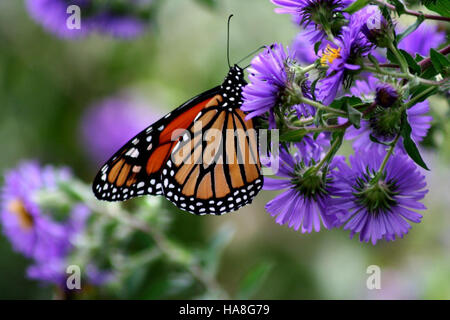 Ein Monarch-Schmetterling liegt auf einer New England Aster in einem US-Nationalpark und zeigt die Bedeutung von Bestäubern für die Erhaltung der Artenvielfalt. Diese Arten tragen zur Gesundheit der Ökosysteme bei, indem sie die Pflanzenvermehrung erleichtern und die Lebensräume der Wildtiere unterstützen. Stockfoto