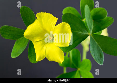 Gelb Oxalis Blumen und Blätter gegen dunkelgrauen Hintergrund Stockfoto