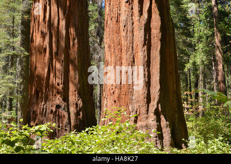 Zwei Sequoia Stämmen nebeneinander in den Süden Hain von Calaveras große Bäume State Park Stockfoto