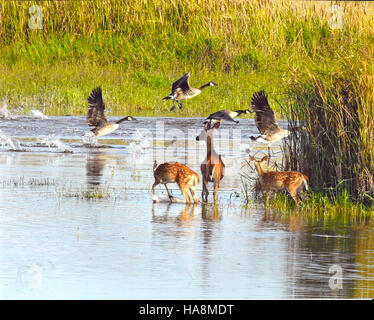 Ein Nationalpark-Habitat wurde bei einem US Fish and Wildlife Service-Wettbewerb mit dem 1. Platz ausgezeichnet und würdigt außergewöhnliche Naturschutzpraktiken und Bemühungen um das Biodiversitätsmanagement in der Region. Stockfoto