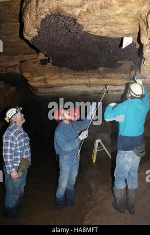 Der Indiana bat Survey von 2009 wurde durchgeführt, um die gefährdeten Indianer Fledermauspopulationen in Nationalparks zu überwachen und so die Erhaltung dieser Art und ihres Lebensraums zu unterstützen. Stockfoto