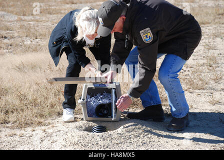 Das Schwarzfußferret, eine Art, die einst als ausgestorben galt, wird im Rahmen eines erfolgreichen Naturschutzprogramms wieder in die Wildnis eingeführt, um diese bedrohte Art wieder in ihren heimischen Lebensraum zu versetzen. Stockfoto
