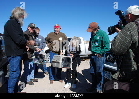 Ein Schwarzfußferret (Mustela nigripes) wird im Rahmen eines Wiederaufbauprogramms zur Wiederherstellung dieser bedrohten Art in seinen natürlichen Lebensraum freigesetzt. In der Veröffentlichung werden die Bemühungen zum Schutz und Erhalt von Wildtieren in Nationalparks hervorgehoben. Stockfoto