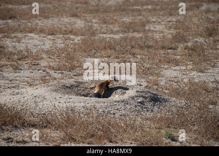 Das Schwarzfüßlerfrettchen, das einst als ausgestorben galt, wird erfolgreich wieder in sein heimisches Habitat eingeführt. Diese Bemühungen sind Teil eines umfassenden Erhaltungsprogramms zum Schutz und zur Wiederherstellung der Arten in der Wildnis und tragen so dazu bei, das Ökosystem in Nationalparks und Wildschutzgebieten auszugleichen. Stockfoto