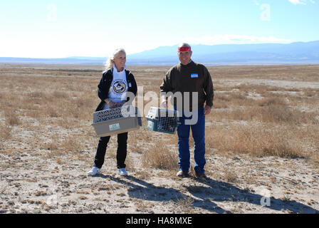 Ein Schwarzfußferret wird im Rahmen laufender Schutzmaßnahmen zur Wiederherstellung der Art und zum Schutz seiner Ökosysteme in freier Wildbahn in seinen Lebensraum freigesetzt. Stockfoto