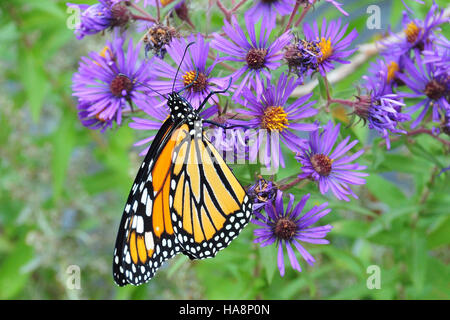 Ein Monarchschmetterling liegt auf einer New England Aster im Sand Lake Wildlife Management District, was die wichtige Rolle einheimischer Pflanzen bei der Unterstützung von Bestäubern demonstriert. Diese Szene ist Teil der fortlaufenden Bemühungen des U.S. Fish and Wildlife Service, die Lebensräume von Wildtieren in Nationalparks und Wildschutzgebieten zu erhalten. Stockfoto