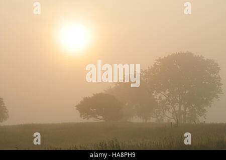 Dieses Foto zeigt einen ruhigen, nebeligen Sonnenaufgang über dem Sand Lake National Wildlife Refuge. Der Nebel verleiht der Landschaft eine mystische Qualität und zeigt die natürliche Schönheit und den Lebensraum der Tierwelt dieses Naturschutzgebiets, das für Zugvögel und lokale Ökosysteme lebenswichtig ist. Stockfoto