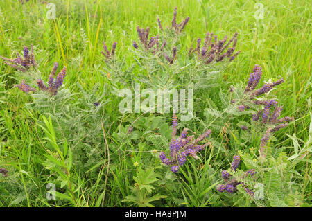 Usfwsmtnprairie 13857585943 Leadplant (chemisch Canescens) auf Sand Lake MVW 01 Stockfoto